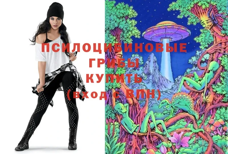 Псилоцибиновые грибы Psilocybe  как найти закладки  Жиздра 